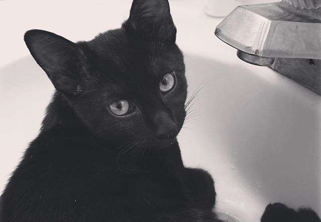 cat