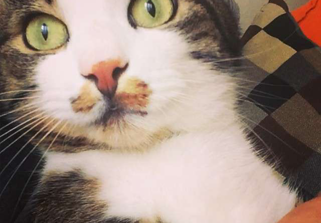 cat